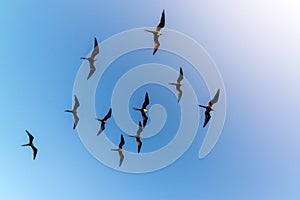 Ten Flying Frigatebirds photo