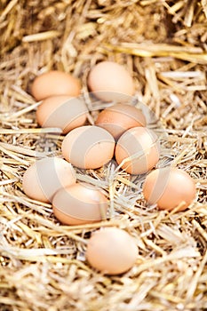 Ten fresh brown hens eggs scattered on straw