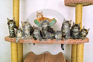 Ten kitties of the sort maine coon