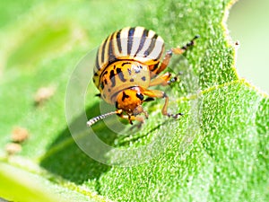 ten-lined potato beetle on eggplant leaf close-up