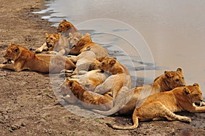 Ten Lion cubs in Serengeti National Park