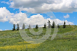 Ten little trees on hillside Saskatchewan