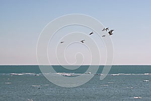 Ten Mallards Flying Into Winter Sky