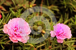 Ten o`clock flowers-Portulaca grandiflora- eleven o`clock flowers