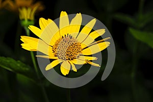 Ten-petaled sunflower