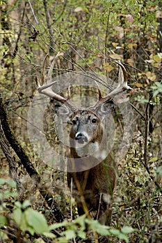 Ten Point Buck