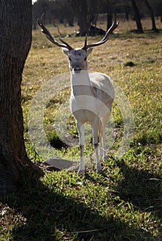 Ten Point Buck - Portrait