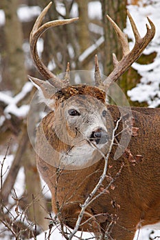 Whitetail Deer Buck During Fall Rut in Snow