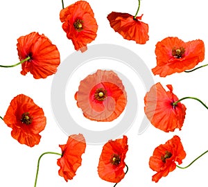 Ten poppy flowers isolated on white