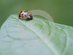 Ten-spotted ladybird - Adalia decempunctata