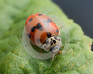 Ten-spotted ladybug, Adalia decempunctata