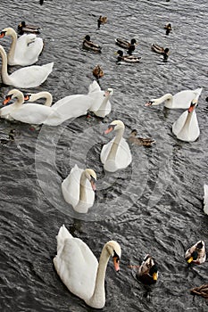 Ten swans and a melee of mallard ducks swimming towards the bank for bread.