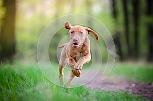 Ten week old puppy of vizsla dog running in the forrest