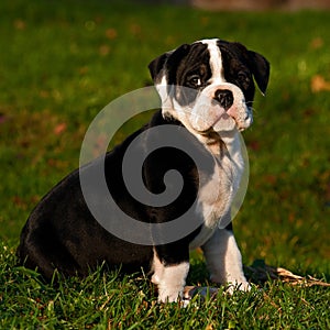 Ten weeks old female puppy Old English Bulldog