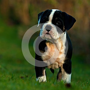 Ten weeks old female puppy Old English Bulldog