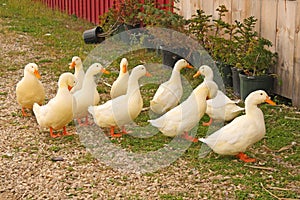 ten white ducks waddling in Vermont yard