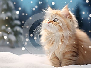 A tenacious kitten on an expedition through a snowy landscape.