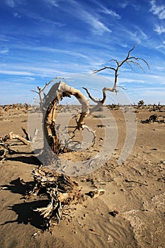 Tenacious populus euphratica Oliv
