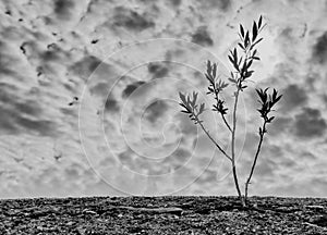 Tenacious tree sapling growing up through a stone wall black and white