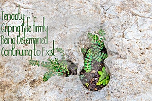 Tenacity - Small plants growing in holds erroded in rock - Room for copy