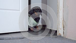 Tenant of apartment dog slam front door Confused child at home alone at entrance