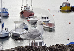 Tenby bay harbour carmarthen bay