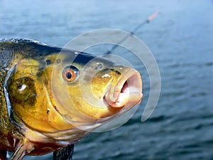 Tench head