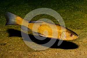 Tench (Tinca tinca)