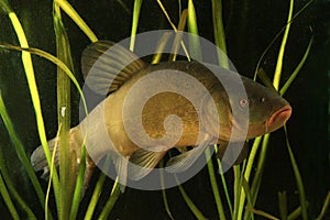 Tench, Tinca tinca
