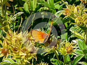 Tende - Butterfly on blooming spring meadow of alpine flowers along hiking trail in Valley of Marble and Fontanalba