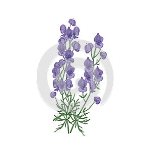 Tender aconite or monkshood flowers and leaves hand drawn on white background. Detailed drawing of flowering herbaceous