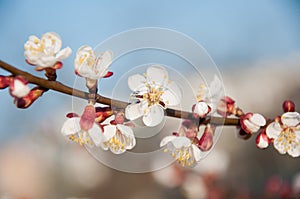 Tender apricot branch with white blossom on blue sky bokeh background