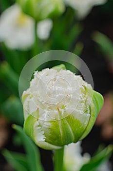 Tender beautiful white tulip buds after the rain. Beautiful European garden, flowerbed
