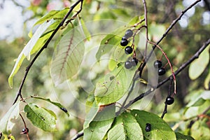 Tender bird cherry twig, beautiful black berries.