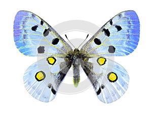 Tender blue butterfly with black and yellow spots isolated on white. Apollo butterfly tinted in blue