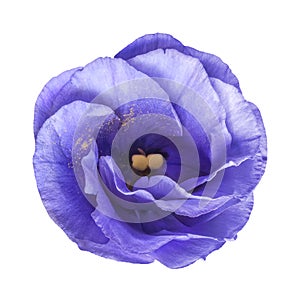 tender blue eustoma flower isolated