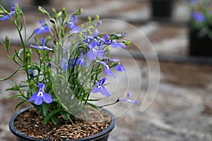 Tender blue flower growing in pot with soil on black background with copy space