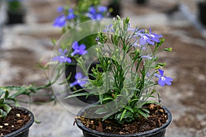 Tender blue flower growing in pot with soil on black background with copy space