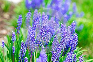 Tender blue muscari flowers in spring garden. Blue flowers. Muscari neglectum. Grape hyacinth.