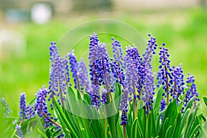 Tender blue muscari flowers in spring garden. Blue flowers. Muscari neglectum. Grape hyacinth.