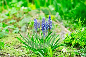 Tender blue muscari flowers in spring garden. Blue flowers. Muscari neglectum. Grape hyacinth.