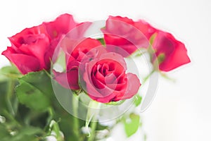 Tender bouquet of pink roses, floral gift and beautiful flowers