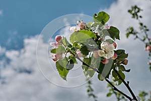 Tender branch of a blossoming apple tree with white and pink flowers against a spring blue sky.