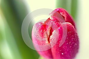 Tender bright red spring Tulip with raind rops