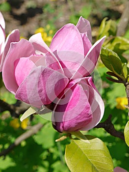 Tender buds of budding rose petals on a bright sunny day