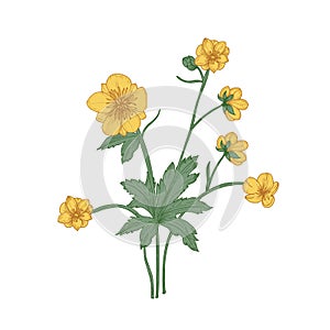 Tender buttercup flowers, buds and leaves hand drawn on white background. Natural drawing of flowering herbaceous plant photo