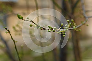 Tender cherry tree branch with first buds. Blooming spring time concept.