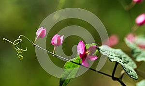 Tender closeup inflorescence of blooming Antigonon leptopus, also known as Coral vine flower, Coralita or Bee bush.