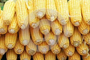 Tender corn cobs