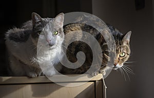 Tender couple of cats lit up at the window